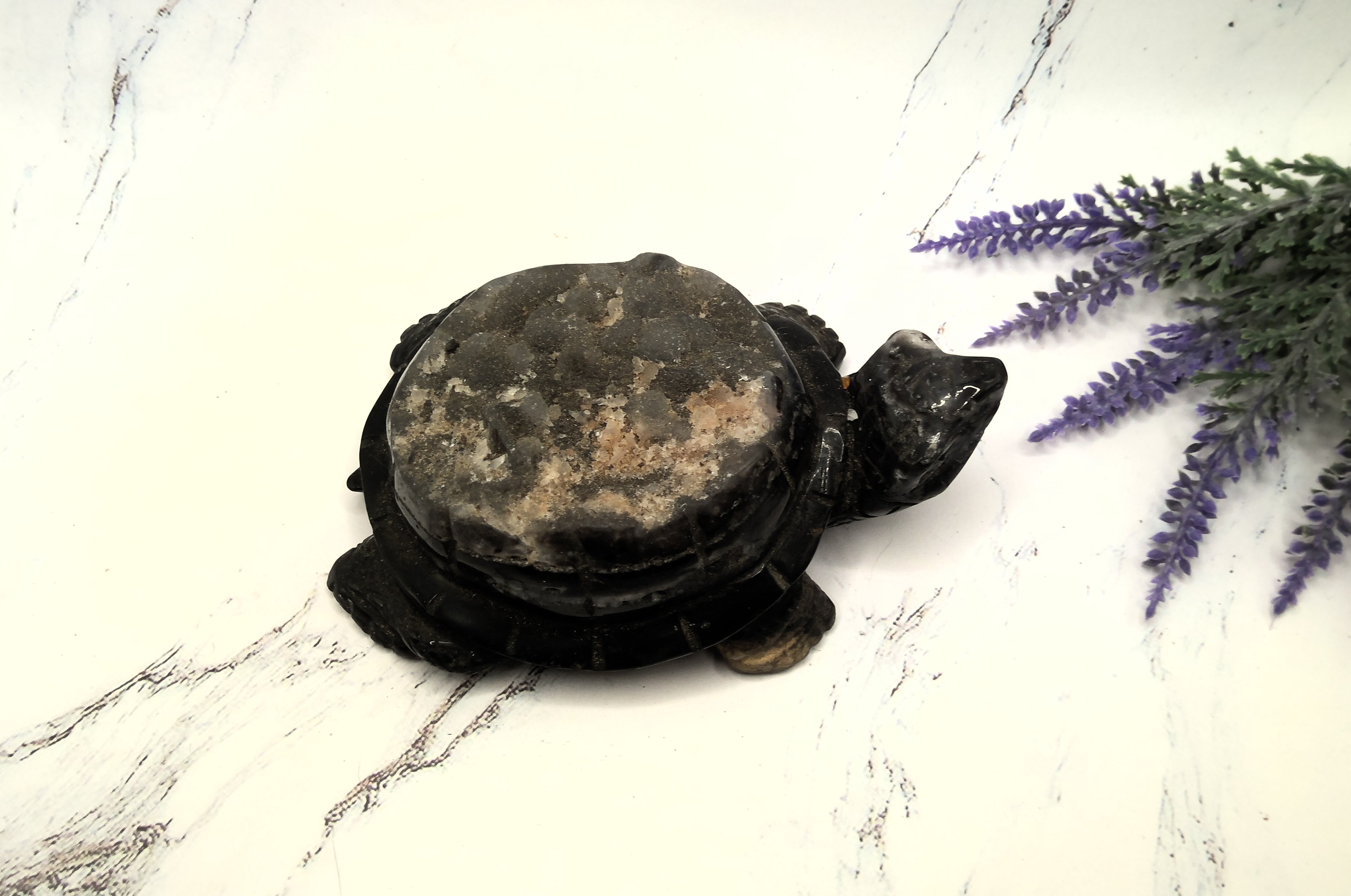 Turtle
