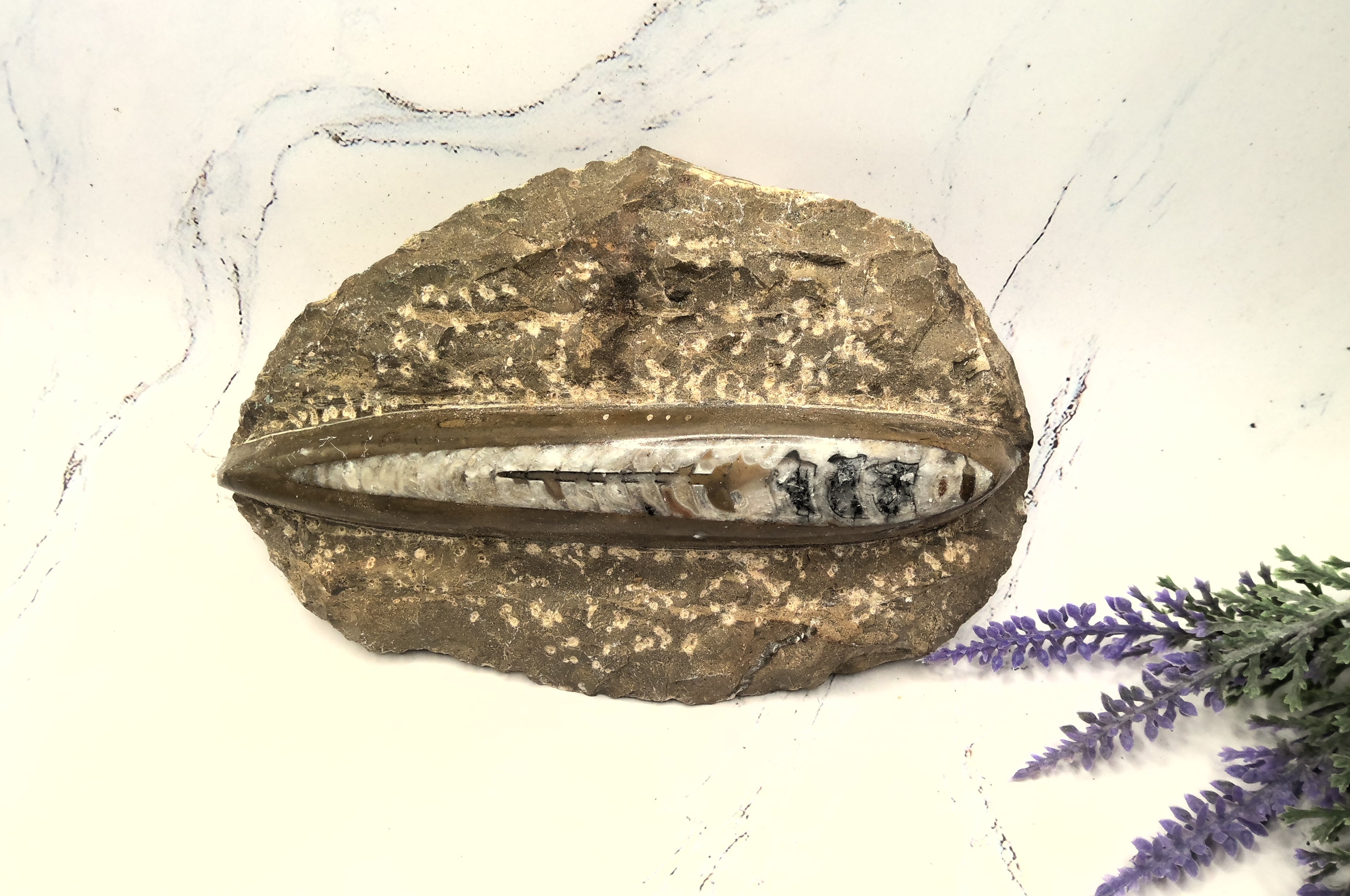 Fossil